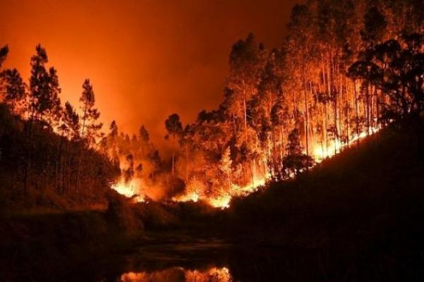 2.500 Hektar Lahan di Dakota Ludes Dilahap Api