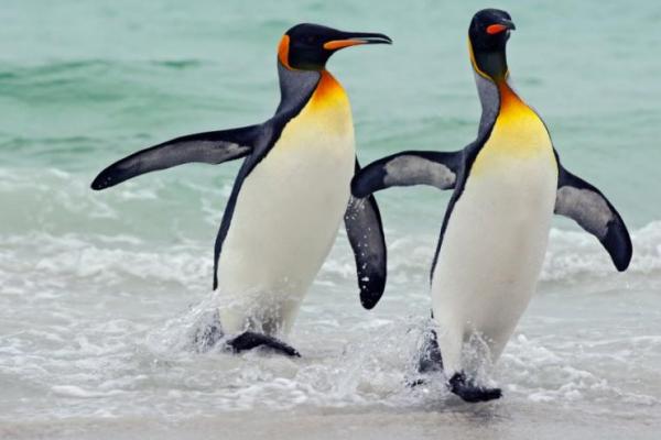 Populasi Penguin Raja Menyusut hingga 90 Persen