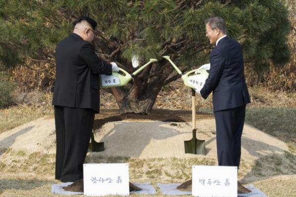 Dua Pemimpin Korea Tanam Pohon Perdamaian Bersama