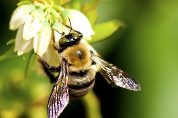 PBB dan Uni Eropa Serukan Perlindungan untuk Lebah