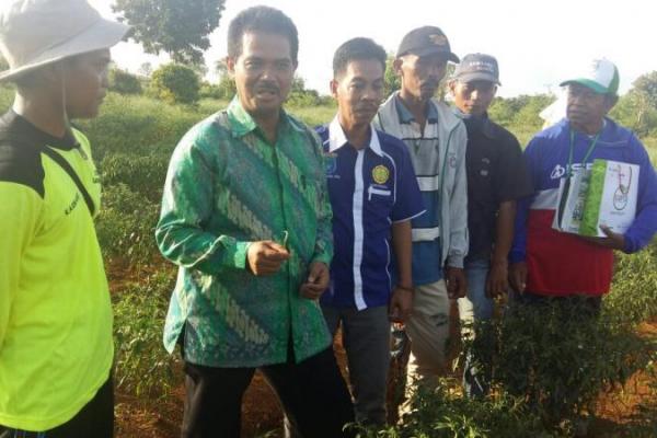 Kementan Genjot Produksi Cabai Sumatera Selatan
