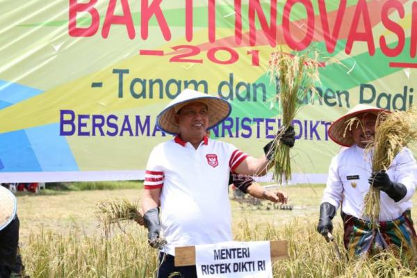 Dorong Petani Riau Tanam Padi Sidenuk, Menristekdikti: Hasil Lebih Besar