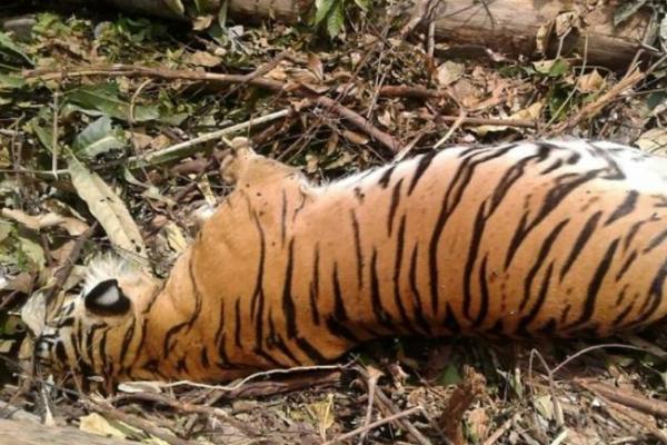 Kematian Harimau Sumatera di Jebakan Babi Disoroti Media Asing