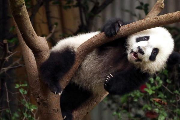 Pohon Bambu Langka, Kanada Pulangkan Panda China