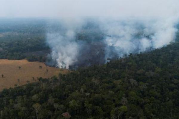 Perlindungan Hutan Amazon Jadi Perhatian Dunia