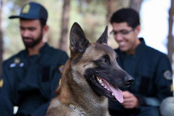 Iran Latih Anjing Pelacak Deteksi Covid-19