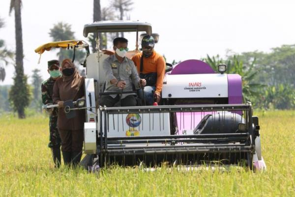 Syahrul Yasin Limpo Panen Padi Inbrida di Kabupaten Pandeglang