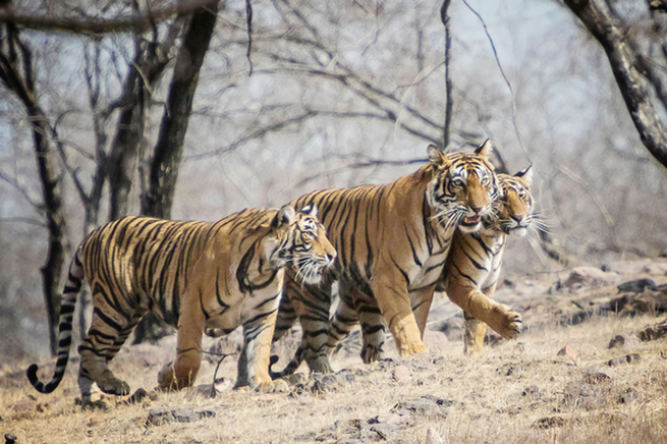 Bangladesh Lindungi Harimau Bengal dari Perburuan Liar