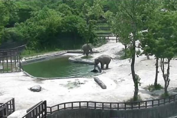 Rekaman di Grand Park Zoo Seoul menangkap momen menakjubkan di kandang gajah kebun binatang yang berada di Seoul beberapa waktu yang lalu