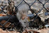 Kementan Larang Keras Penggunaan Stroom Listrik Kendalikan Hama Tikus