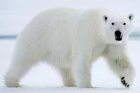 Pemanasan Global Ubah Perilaku Beruang Kutub