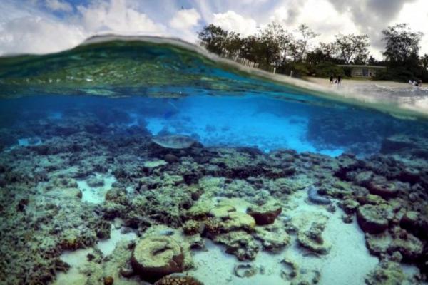 Karang Penghalang Besar (Great Barrier Reef) di Australia sedang dihancurkan oleh pemutihan massal. Peristiwa ini adalah keempat kalinya dalam enam tahun, yang disebabkan oleh menghangatnya suhu laut.