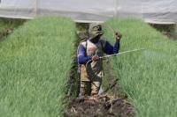 Kementan Ajak Petani Gunakan Pestisida Ramah Lingkungan