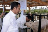 Jokowi Tinjau Peternakan Sapi Masa Depan Indonesia di Sumatra Utara