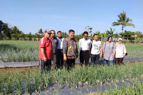 Kalimantan Timur berpotensi untuk pengembangan berbagai jenis komoditas hortikultura, seperti cabai rawit, bawang merah dan Pepaya.