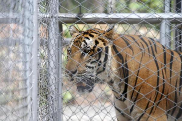 86 harimau dari 147 yang disita dari Kuil Harimau telah meninggal karena virus anjing pengganggu dan juga penyakit pernapasan yang disebabkan oleh perkawinan sedarah