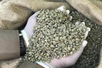 Optimalkan Peran BPP, Penyuluh Pertanian Aceh Fasilitasi Ekspor Kopi 1000 Ton ke Eropa