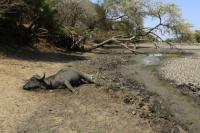 Demi Melepas Dahaga, Gajah Zimbabwe Terpaksa Meregang Nyawa