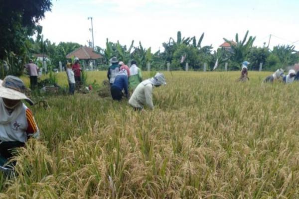 Semenjak kebijakan Work From Home (WFH) diserukan pemeritah untuk mengendalikan penyebaran COVID-19, petani di Bali tetap bekerja demi menjaga ketersediaan pangan bagi masyarakat.