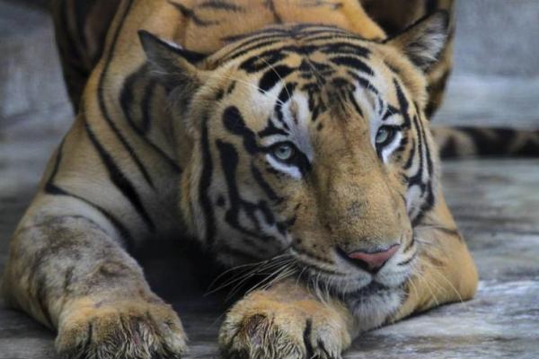 Seekor harimau di Kebun Binatang Bronx di New York dinyatakan positif COVID-19