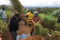 Dongkrak Produksi Beras, Riau Lirik Padi Gogo