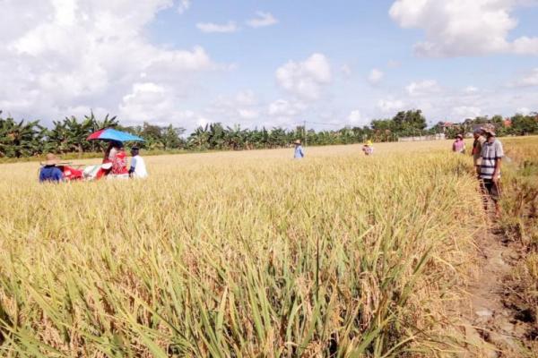 Kebijakan Kementan dalam menjaga produksi padi sudah sangat tepat, terutama dalam pengadaan benih unggul, penggunaan alat mesin pertanian hingga menyiapkan Asuransi Usaha Tani Padi (AUTP).