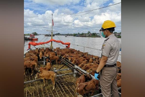 Jelang Iduladha lalulintas pemasukan sapi lokal yang sandar di Pelabuhan Nusantara-Tanjung Priok menunjukan tren peningkatan.