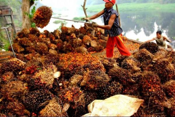 Industri kelapa sawit memang merupakan sektor yang kurang aman bagi perempaun, dan banyak tantangan yang harus dihadapi.