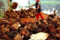 Ekspor Minyak Sawit Indonesia Turun
