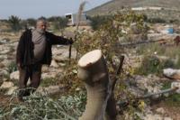 Tebang 10.000 Pohon, Israel Rusak Cagar Alam di Tepi Barat