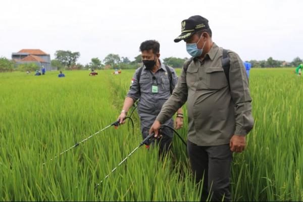 upaya peningkatan produktifitas padi juga terus berjalan melalui program Food Estate yang telah dicanangkan Presiden Joko Widodo. Kuntoro menambahkan saat ini Kalimantan Tengah dan Sumba Tengah sedang masuk masa tanam dan menjelang panen.