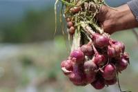Kementan Kembali Subsidi Distribusi 31 Ton Bawang Merah ke Maluku