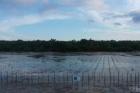 Cegah Abrasi, KKP Tanam Ratusan Ribu Bibit Mangrove Di Sumenep