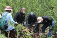 Polisi Gagalkan Peredaran 529 Kg Ganja dan Musnahkan 7 Hektare Ladang Ganja di Aceh