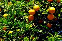 Ilmuwan Temukan Fakta Menarik dari Jeruk Mandarin Jepang