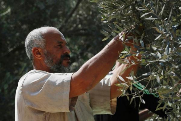 Setiap tahun saat ini para pemukim menyerbu provinsi Nablus dan mencuri buah zaitun matang, menebang pohon dan membakarnya.