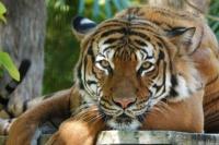 Harimau Bernama Eko Ditembak Mati di Kebun Binatang Florida