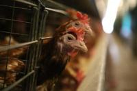 China Deteksi Kasus Pertama Flu Burung H3N8 pada Manusia
