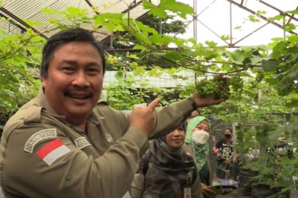 Kurang lebih lahan seluas 200 m2 yang berada di Balai Penyuluhan Pertanian, Ciputat, Tangerang Selatan dipenuhi lebih dari 60 jenis varietas tanaman merambat ini.