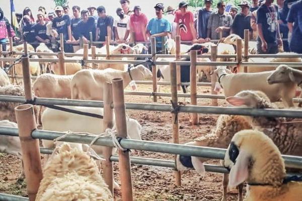 Festival Domba Desa Tlilir, Angkat Ekonomi Warga Kaki Gunung Sumbing