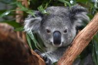Australia Resmi Daftarkan Koala sebagai Terancam Punah