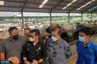 Kementan Pastikan Stok Sapi Siap Potong di Sumut dan Aceh Aman