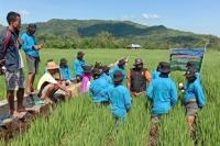 Sentuhan Program Kementan Dongkrak Produktivitas Pertanian di Manggarai Barat