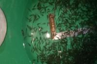KKP Salurkan 188 ribu Benih Ikan Betok di Kalteng