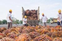 Dukung Petani Sawit, Luhut Dorong Ekspor CPO Besar-besaran 